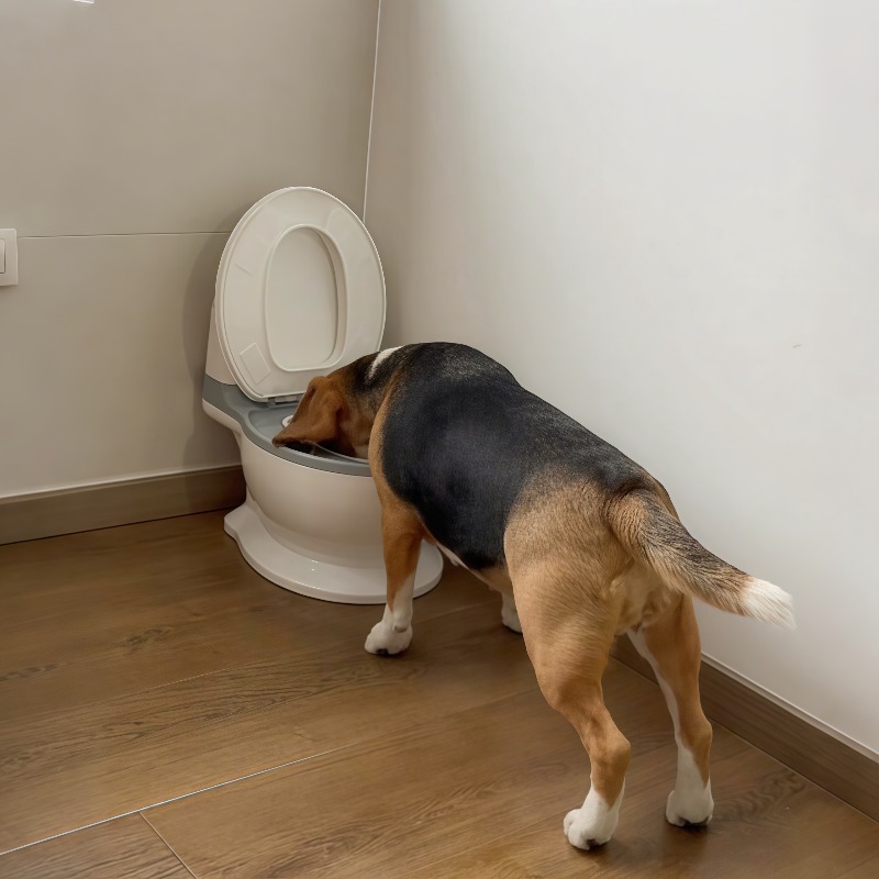 Pet Feeders - 2026 Mangkuk Makan Lambat Berbentuk Unik